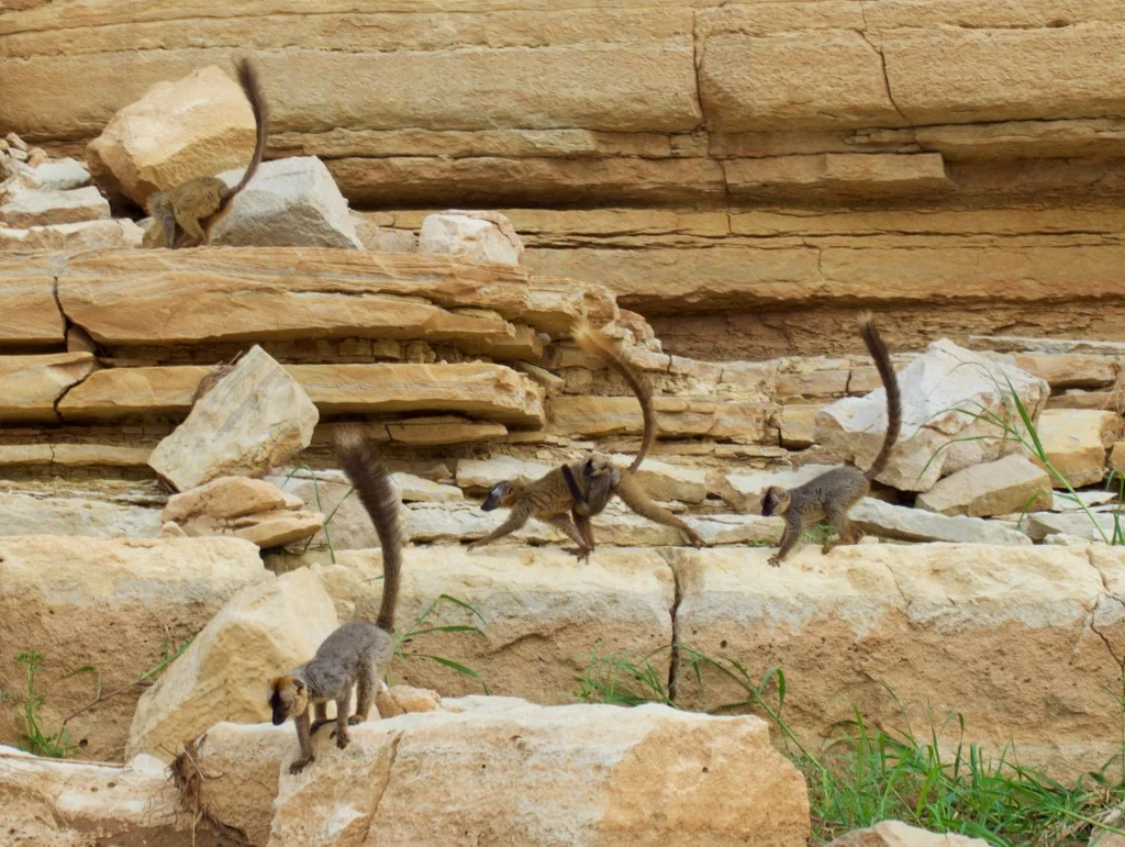 A group of Red-fronted Lemurs seems to almost blend in with the sandstone cliffs as they forage along the banks of the Tsiribihima River. Madagascar is famous for its lemurs, a distinct group of primates evolved here and found nowhere else on Earth.…