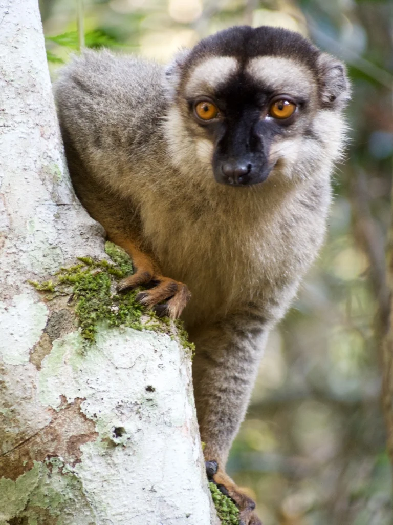 Close encounters of the lemur kind: this is a Common Brown Lemur, one of many species found in the lush eastern rainforests.