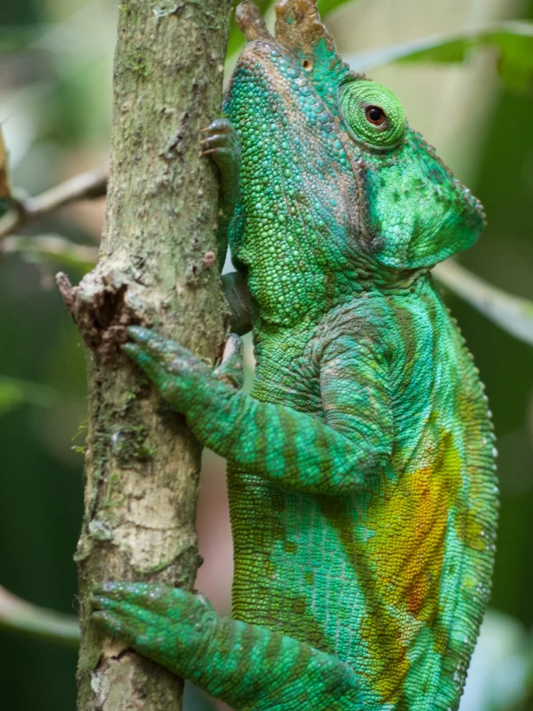 A Parson's Chameleon blends in with the tangled vines and dappled green foliage of Madagascar's eastern rainforest.&nbsp;