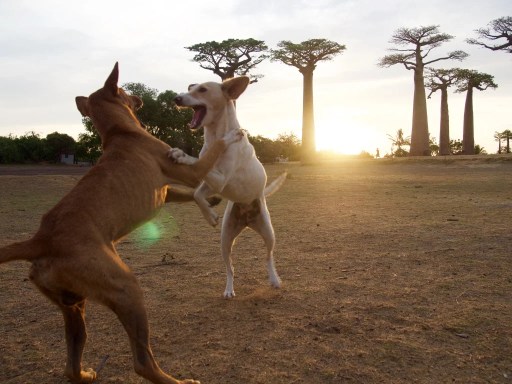 Village dogs play at the end of a beautiful day along le avenue de baobabs.&nbsp;