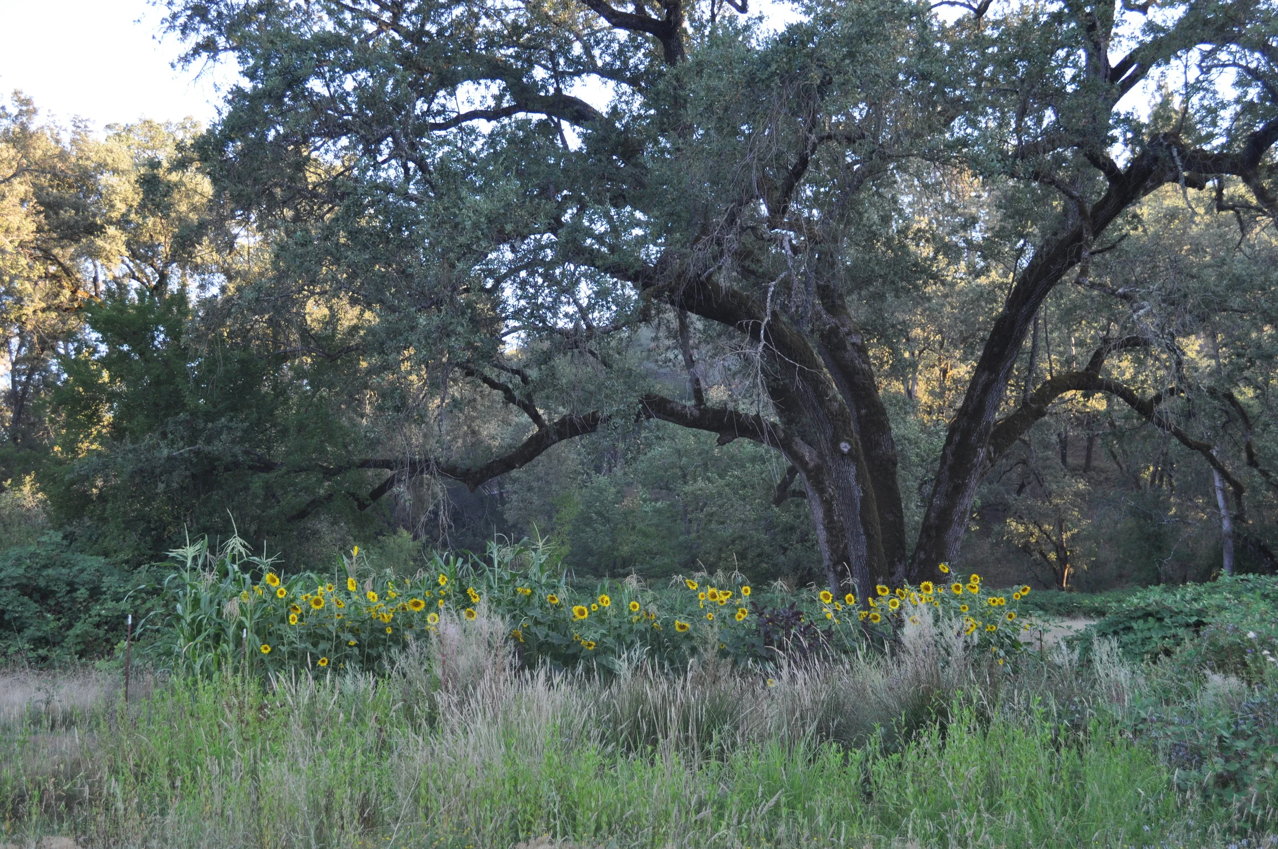 DSC_0816.JPG