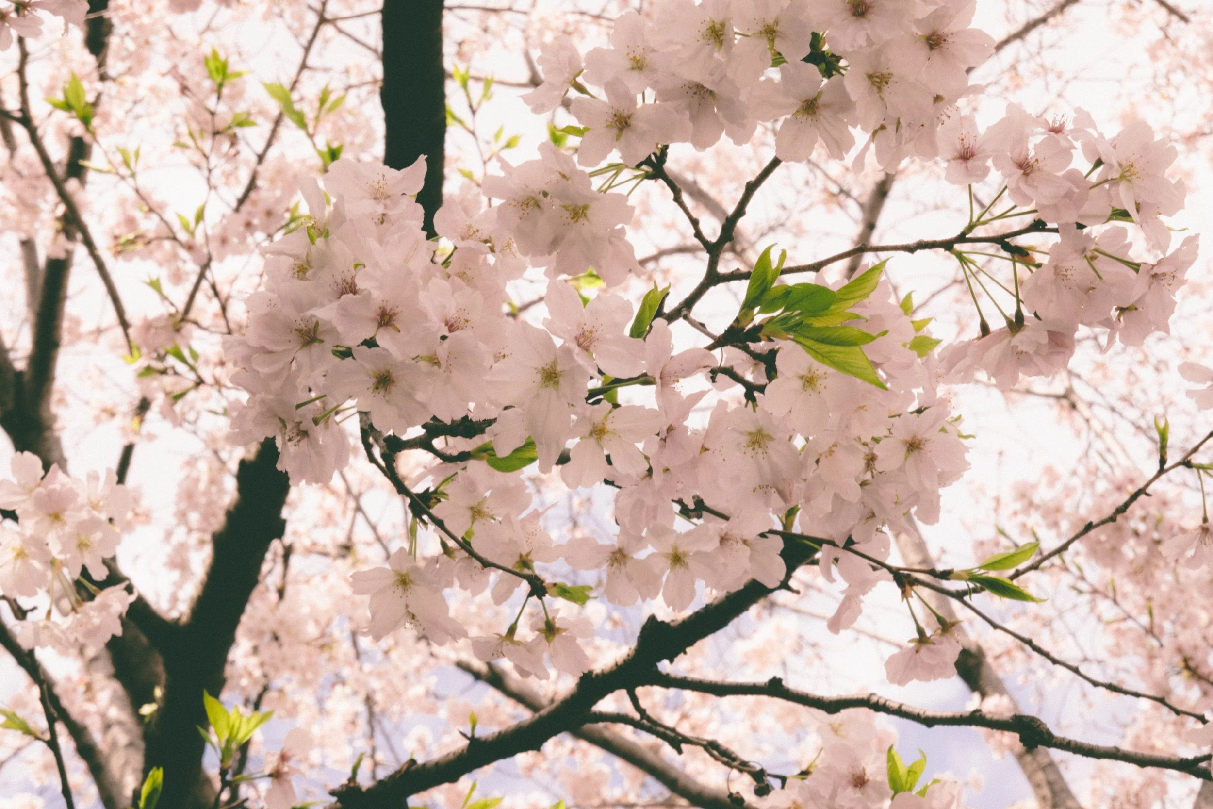 Sakura Blossom [Prints]