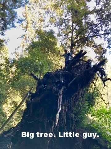 Redwoods Just 8 Minutes from The Cabin