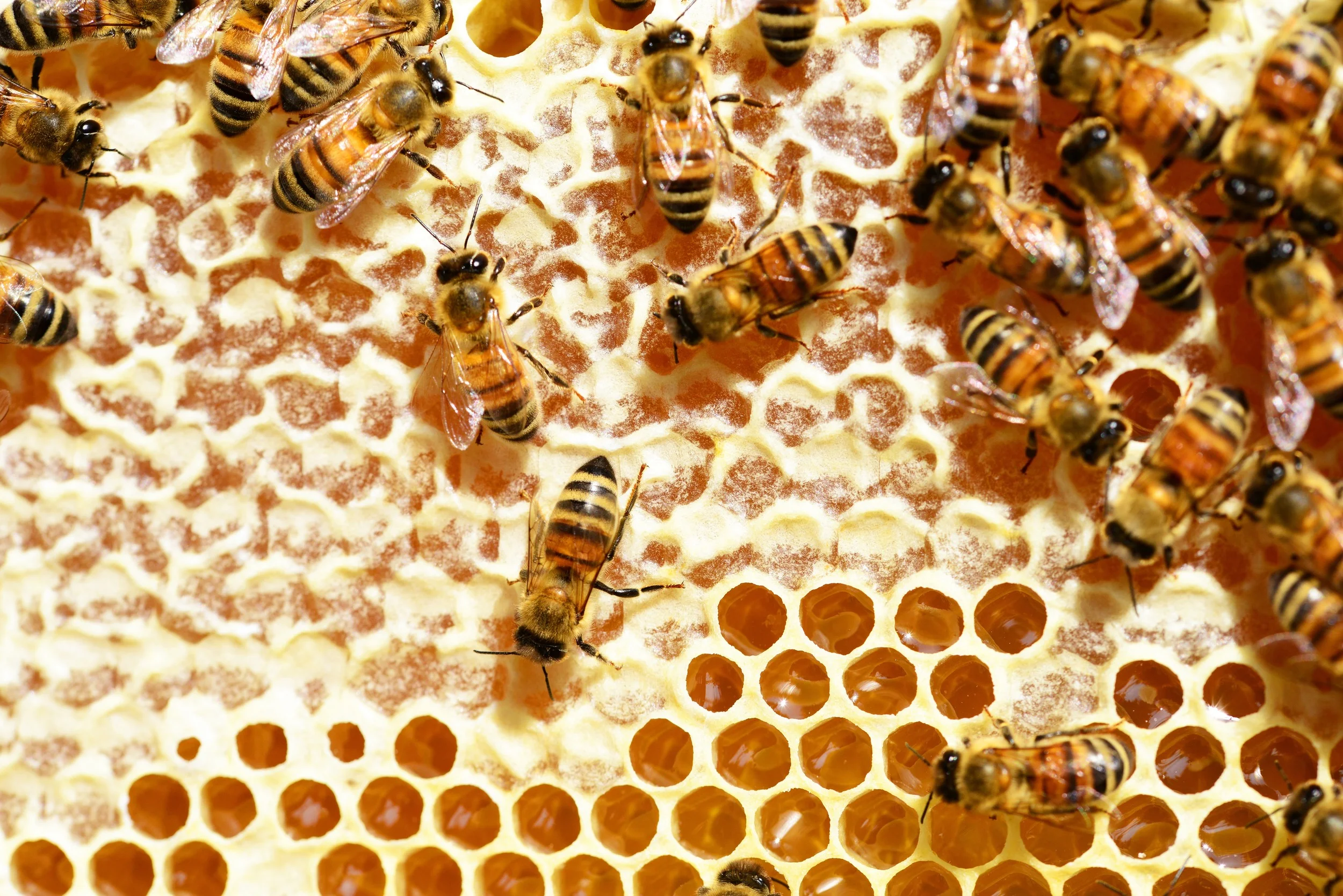 bees on capped comb.jpg