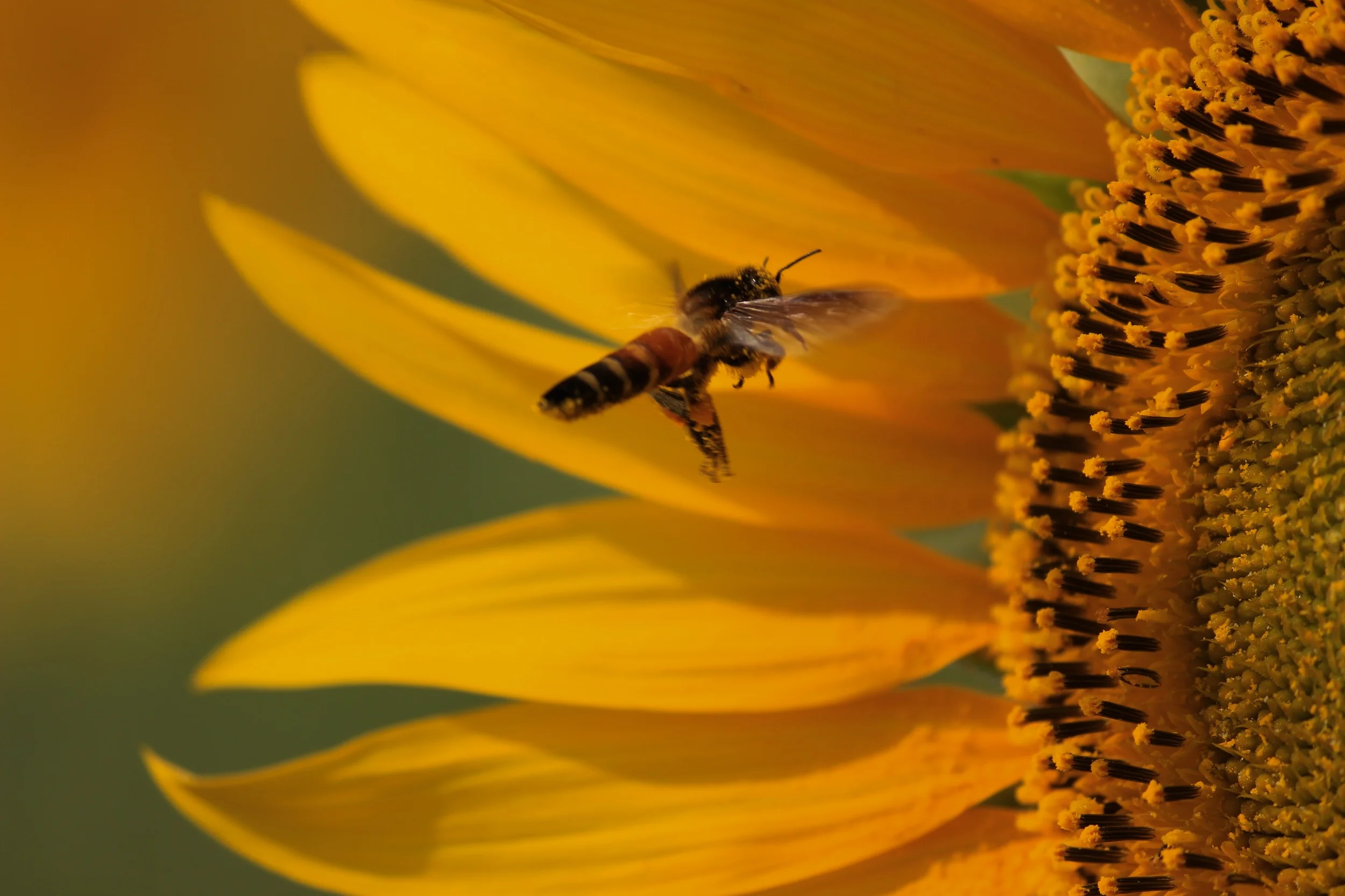 sunflower and bee.jpg