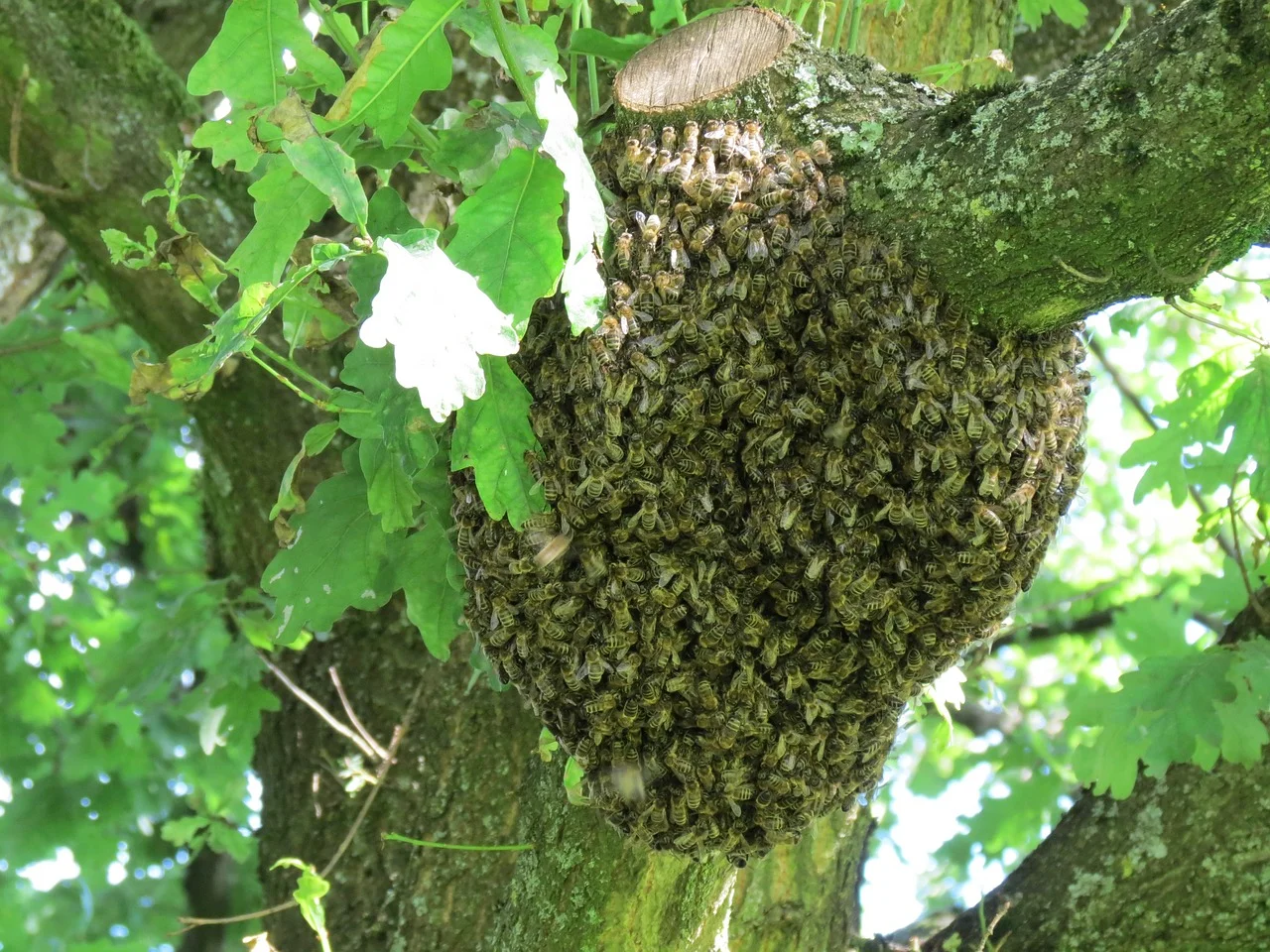 swarm.jpg