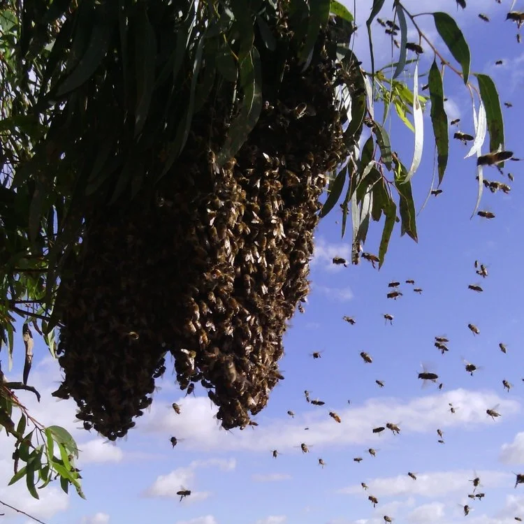 Swarms — Adelaide Beekeeping Supplies