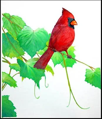 Cardinal 16x20" Acrylic
$300