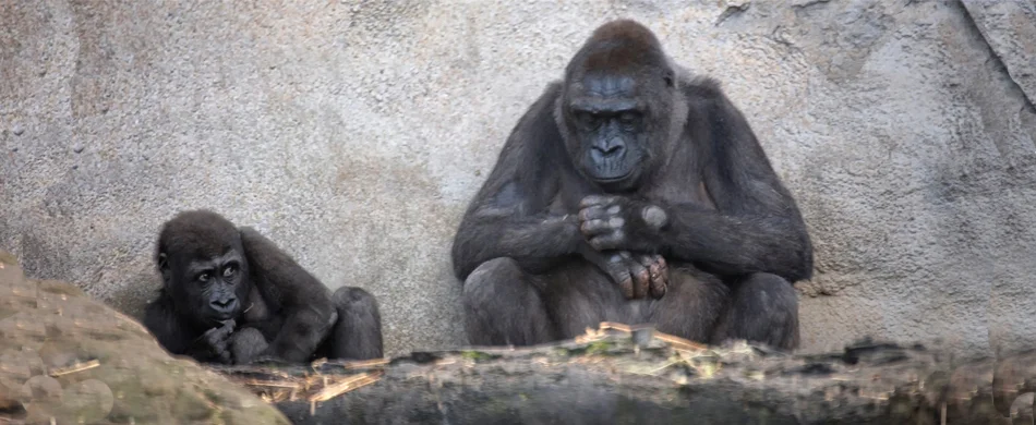 ckeeky monkey.jpg