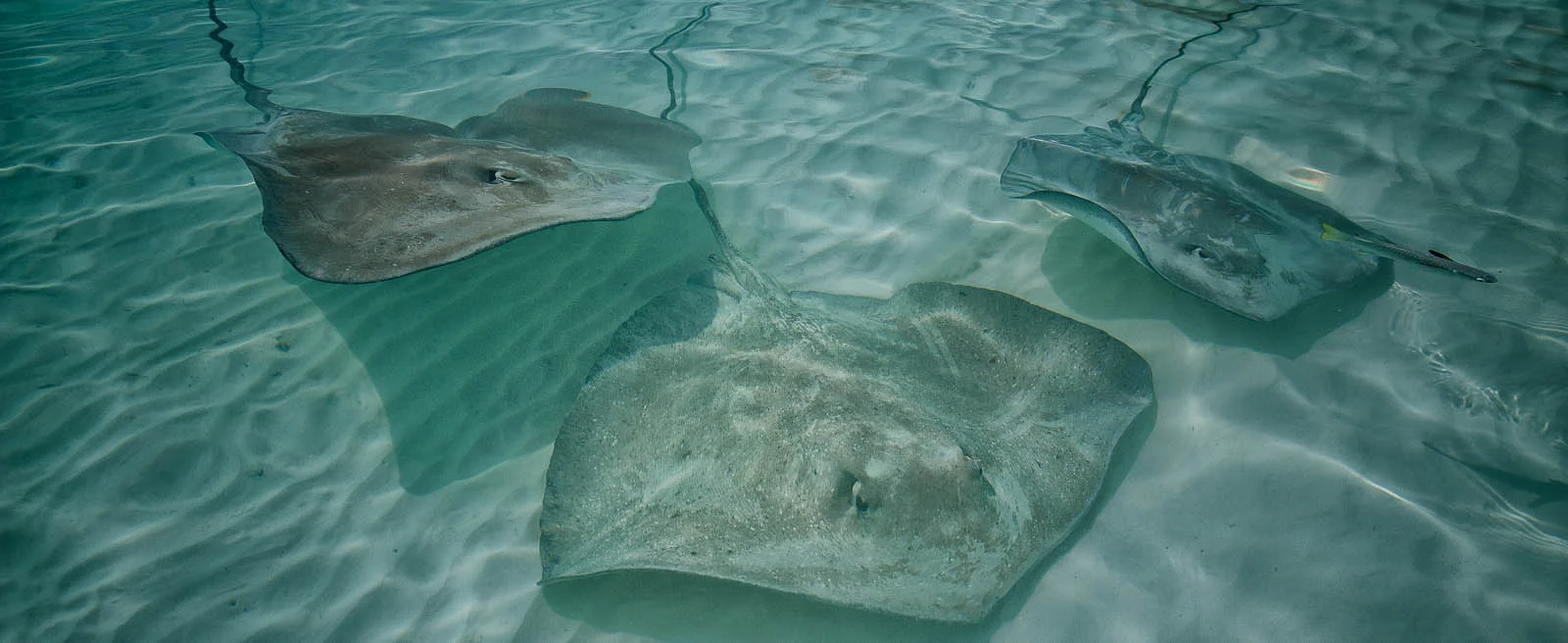 Bora Rays (1 of 1).jpg