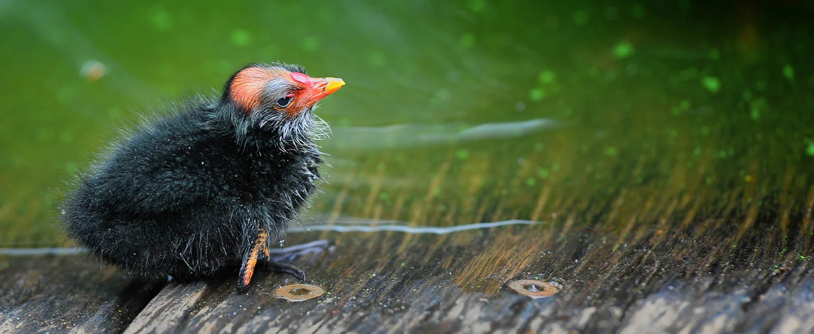 Botanic gardens bird.jpg