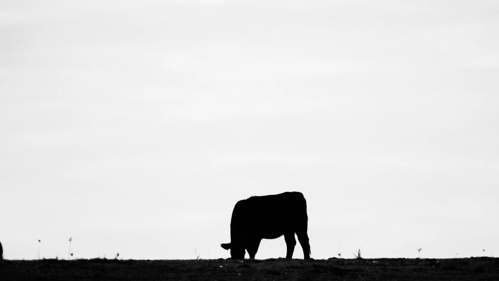 JMPgallery-43.jpg
