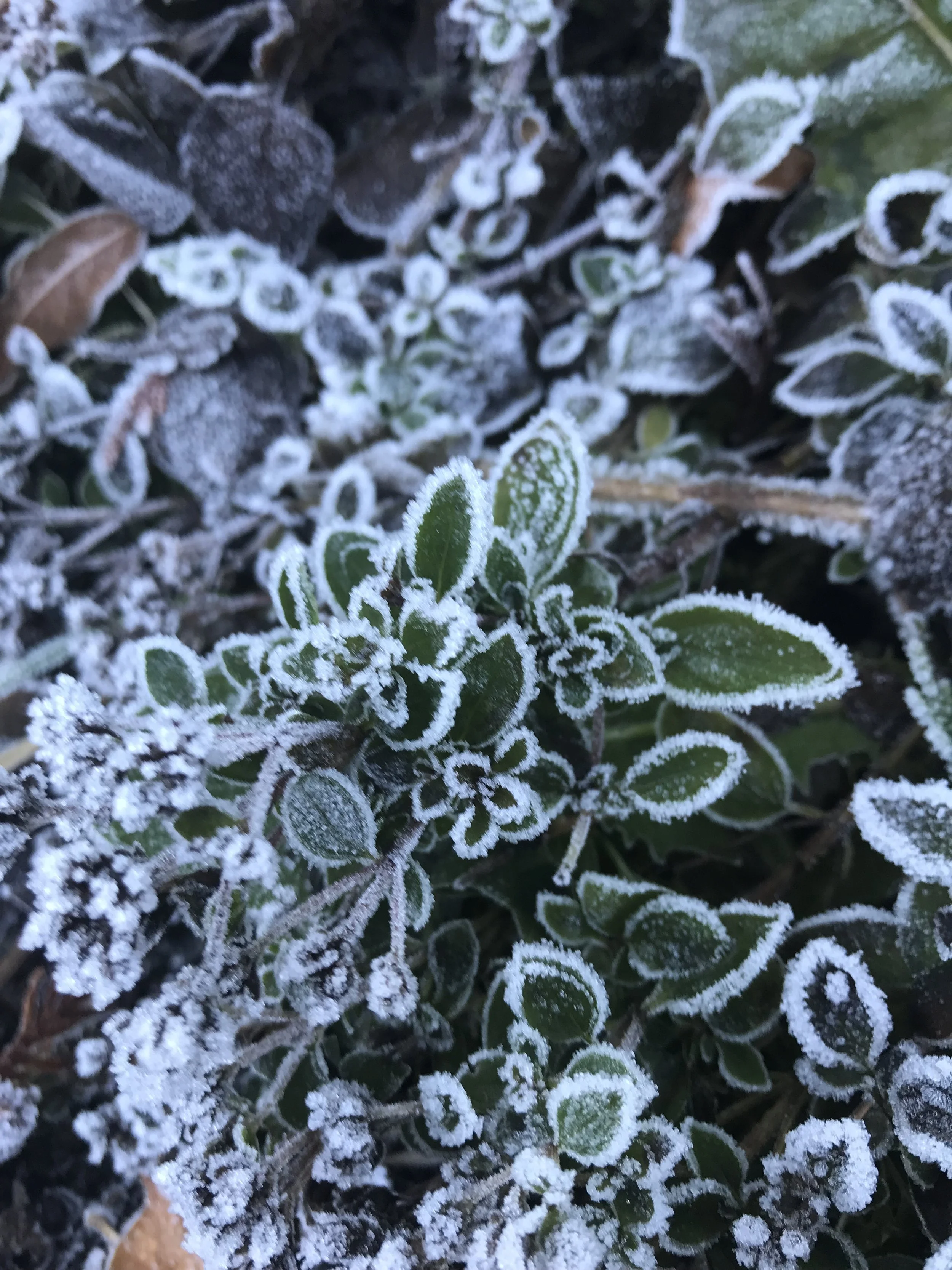 IMG_0940.jpeg