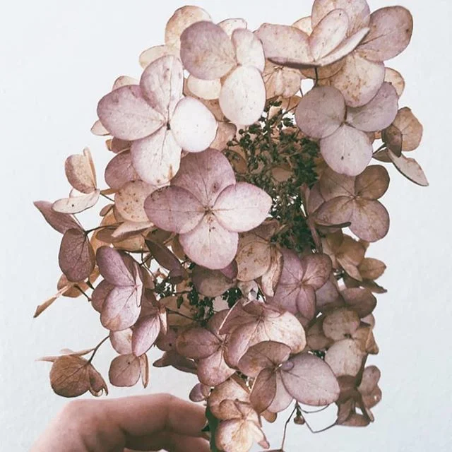 These paper like flowers via @jennchezdesign 💕 #flowers #pretty #spring #summer #happy #love