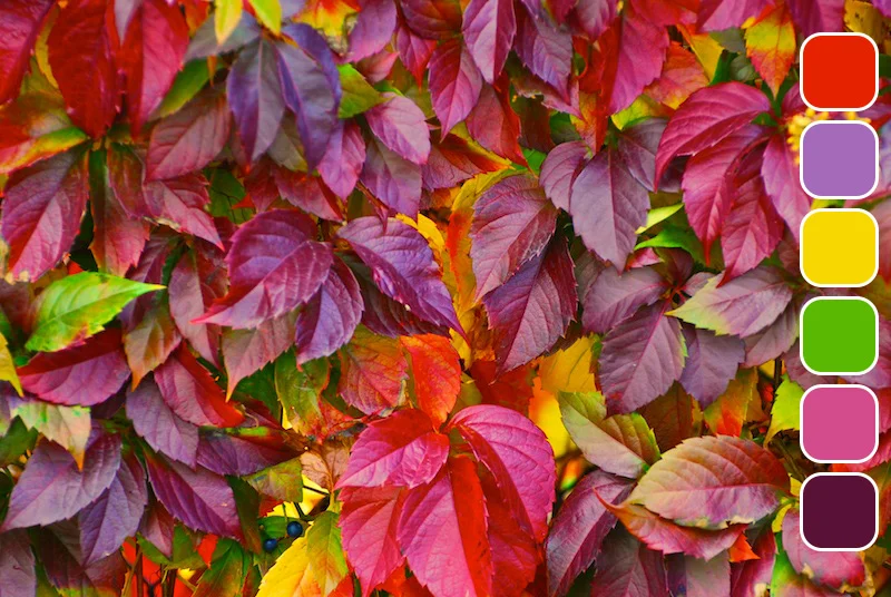 beautiful-leaves-1350580.jpg