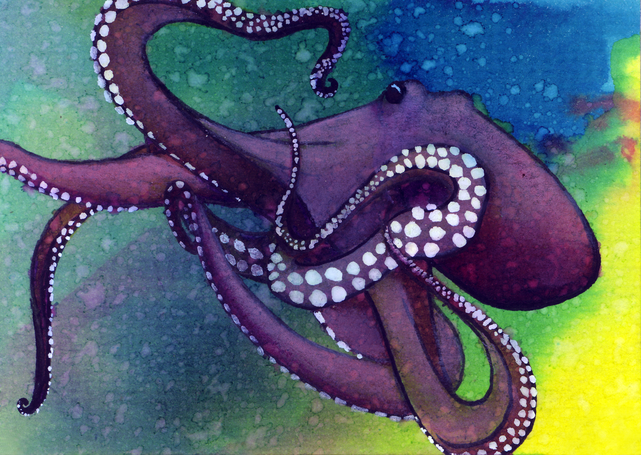 octopus3.jpg