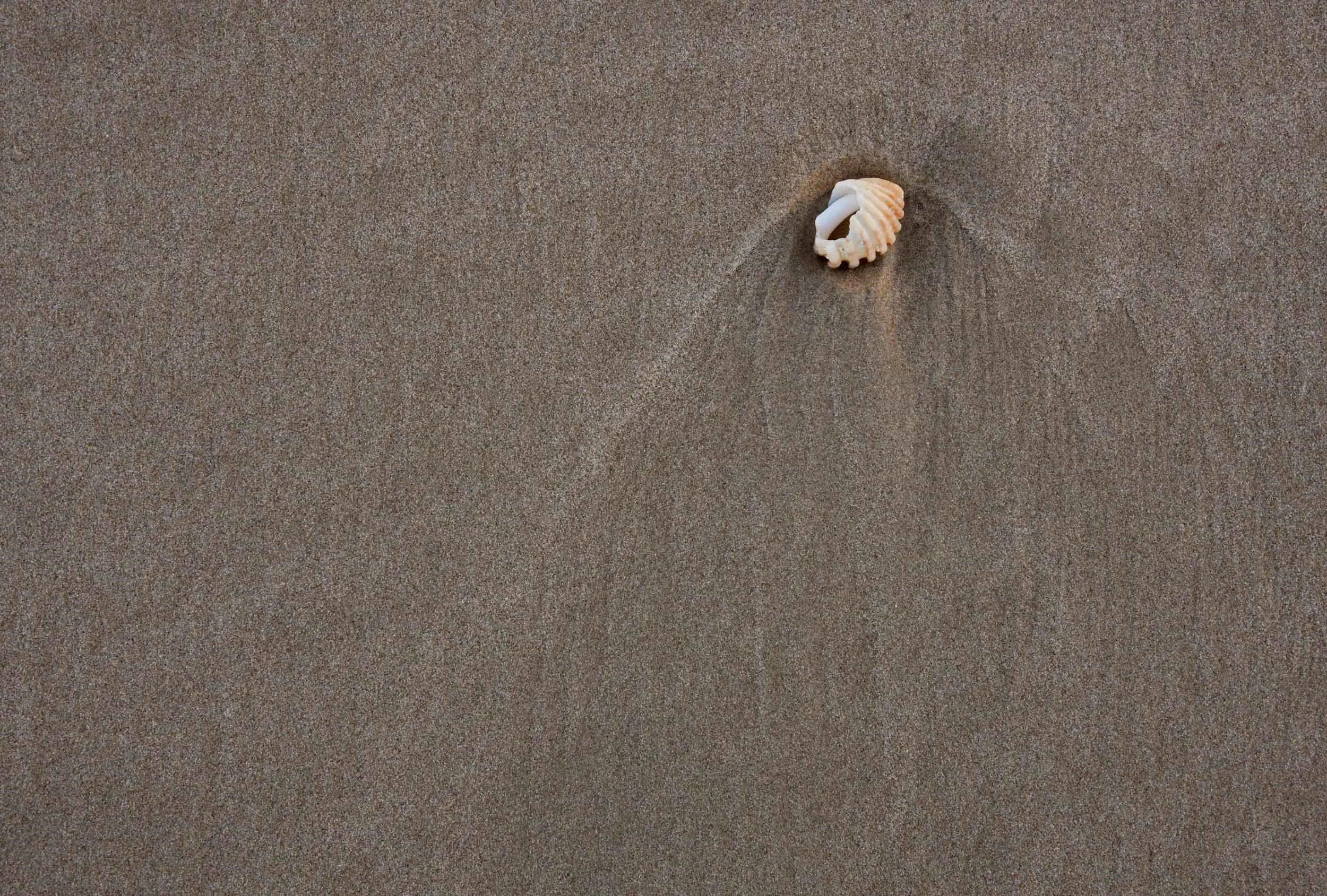 Shell_0298_flat.jpg