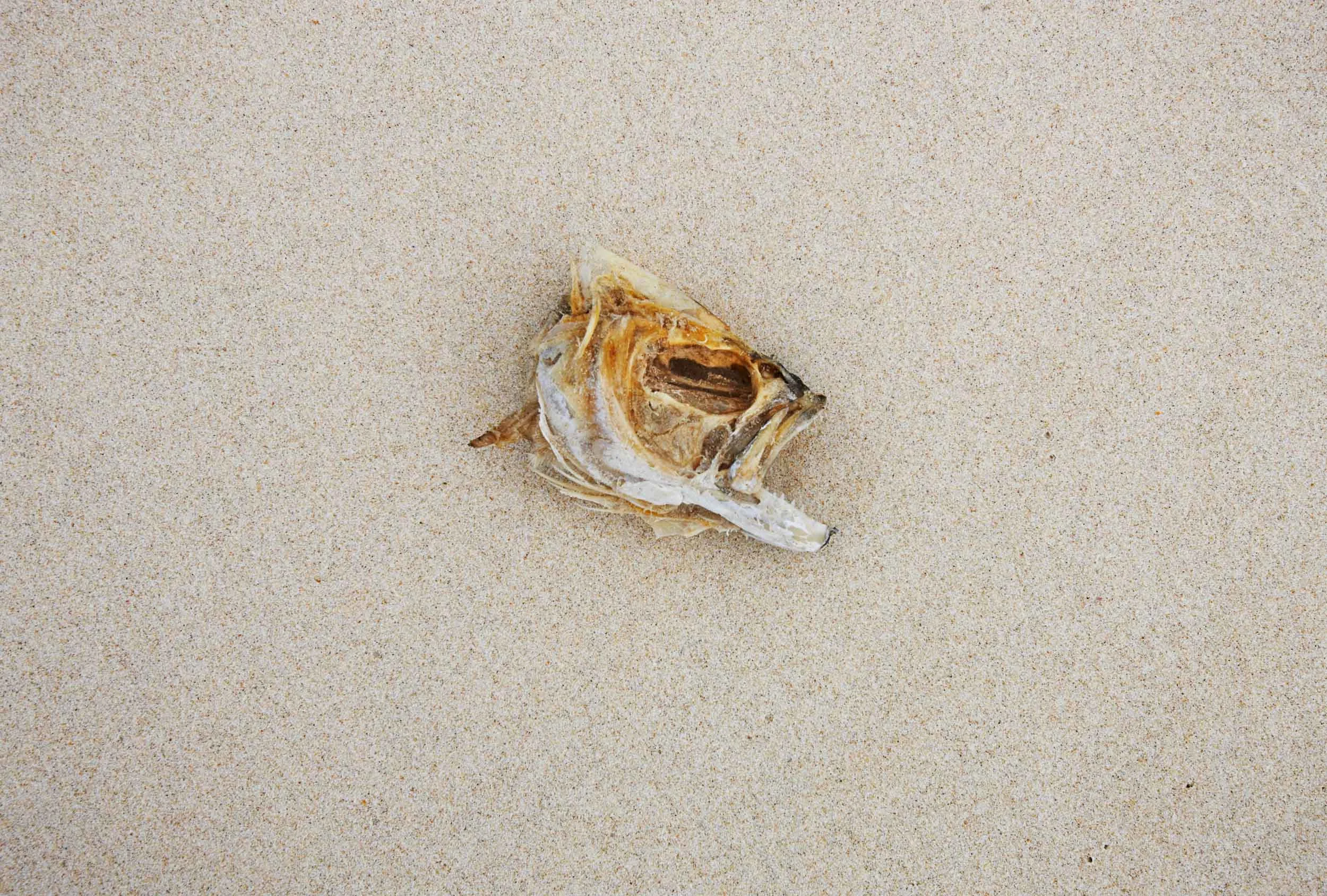 Fish head2_0690_flat.jpg