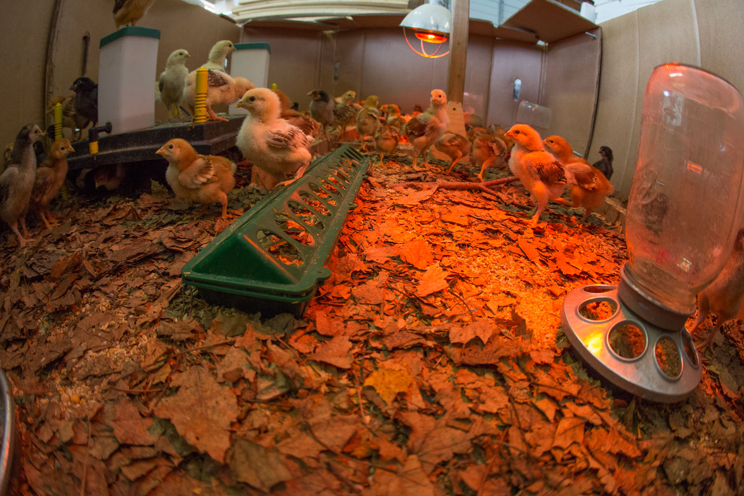 Young chicks, in the farm shop in an expanding brooder with a new, energy efficient heat pad.