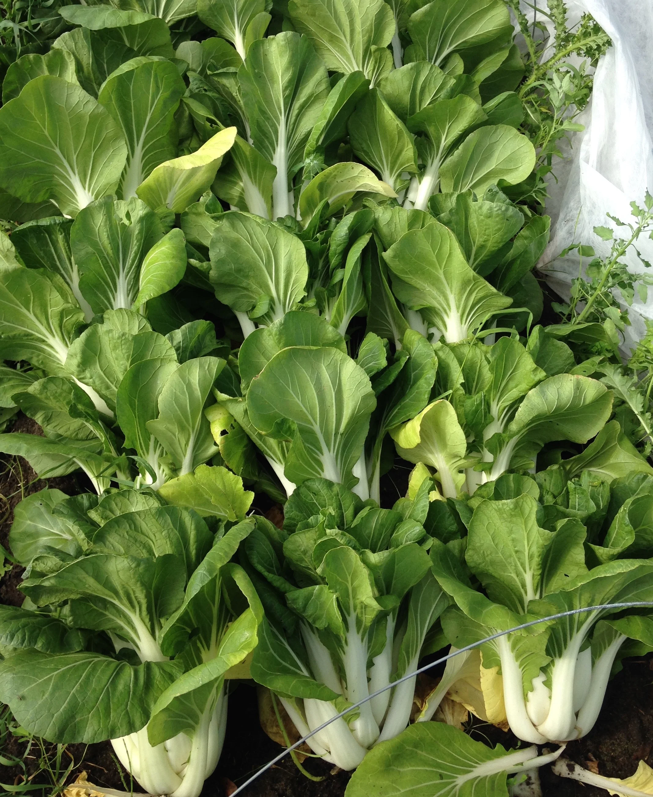 Salad For Dinner: Beyond Lettuce.