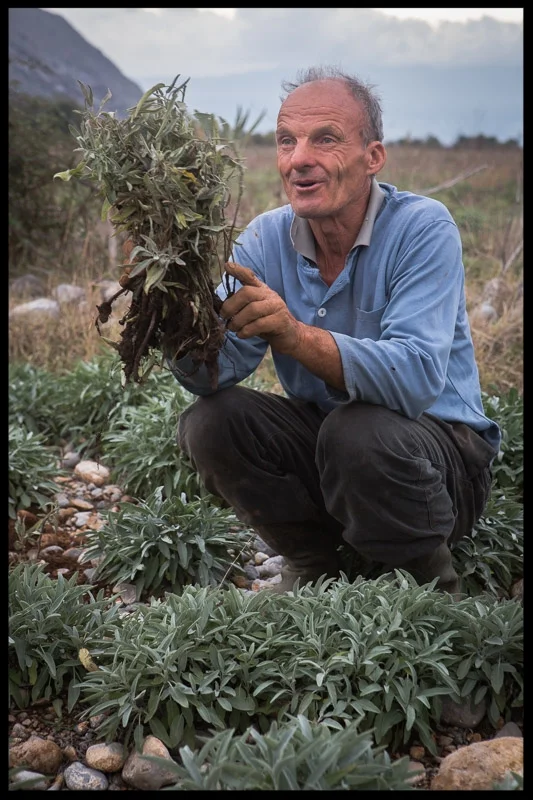 A farm laborer in Albania shows me how he replaces sage plants to keep his perennial herb garden healthy.