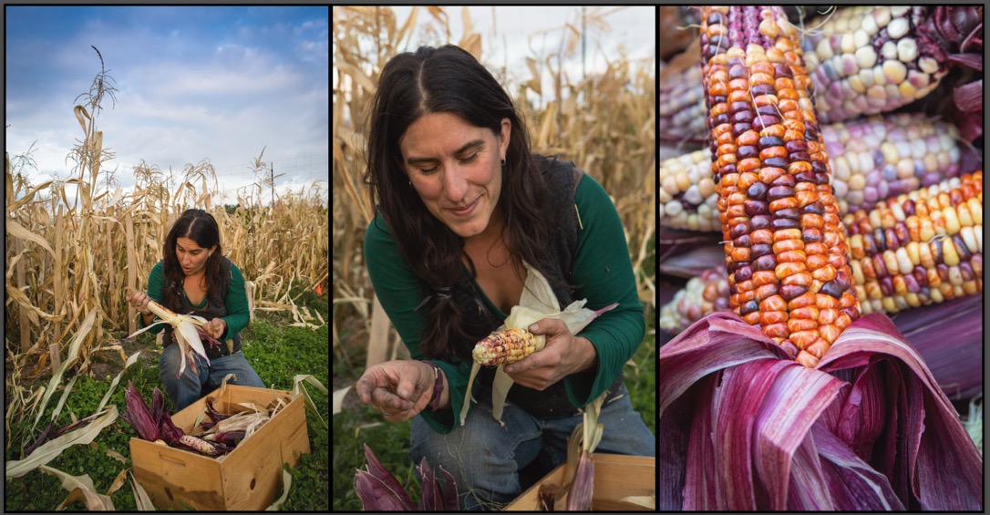 Above: A surprise harvest, Painted Mountain corn. We grew it once, in a magical small plot we had with good soil and good luck, and we'll grow it again.