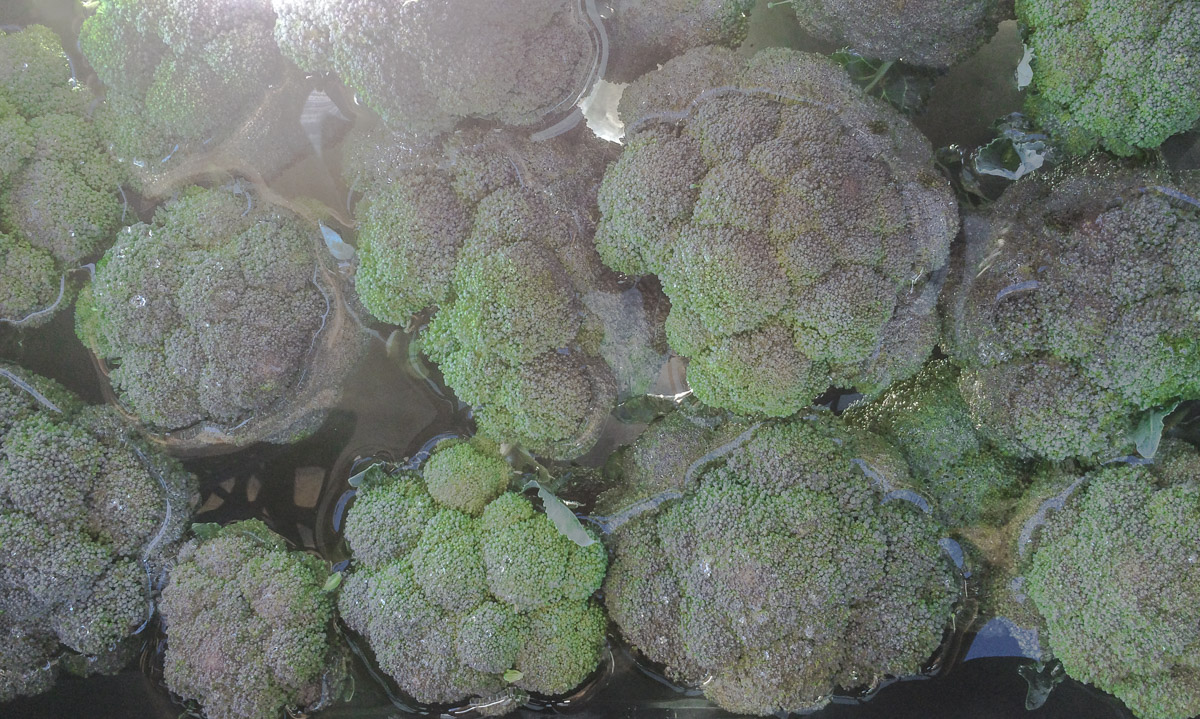 Above: Broccoli, above, in our washing station sink.