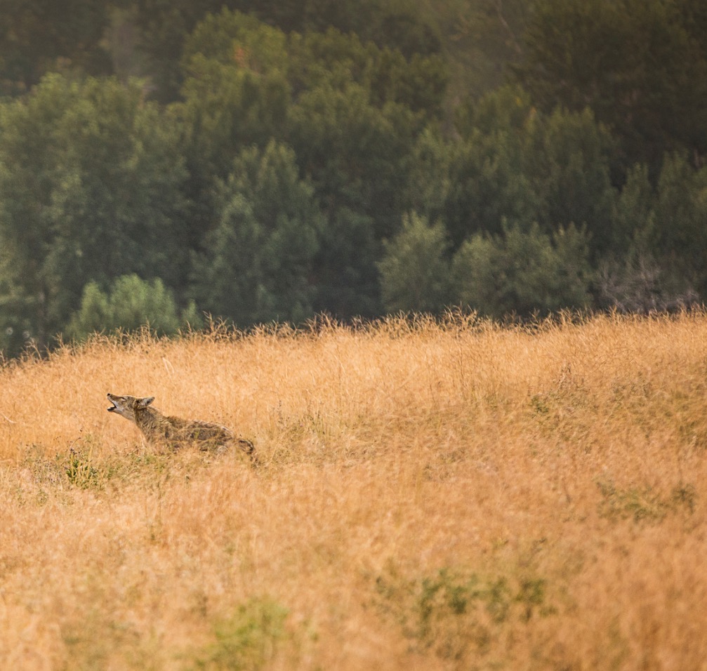 The coyotes who inhabit the nearby butte warned us and the dogs away from their particular rocky knoll on a morning hike this July. We are very wary that our sheep pasture less than one mile away from one of the dens.