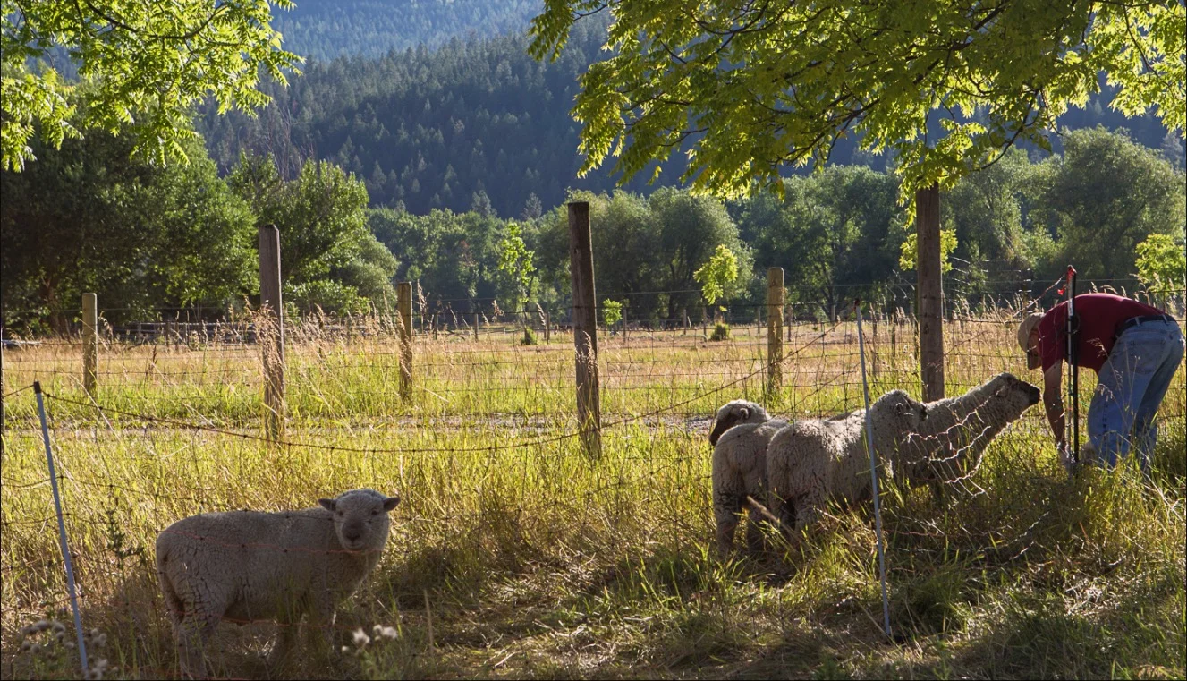 Our neighbor Sig, who raised hundreds of sheep in this neighborhood at a time when, as he puts it “a pair of Levi’s cost $4,” lends a hand as we load up the sheep in the improvised stock trailer made of straw bales and Noah’s old art-booth panels (below) to move them to new and more-secure pasture. He hasn’t lost any of his sheep-handling skills since those days, and showed us a few good tricks, like how the right hold makes even our biggest sheep easy to put where we want. 