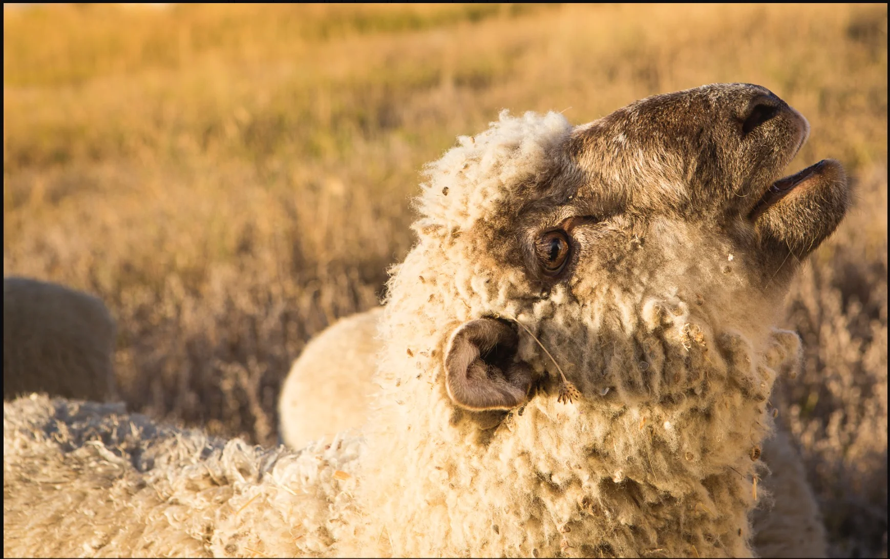We call this member of our flock "The President," affectionately termed because the way this ram leads our entire flock and comes running to us.