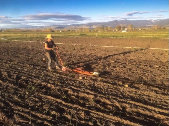 Mary, planting onions with our new paper pot transplanter