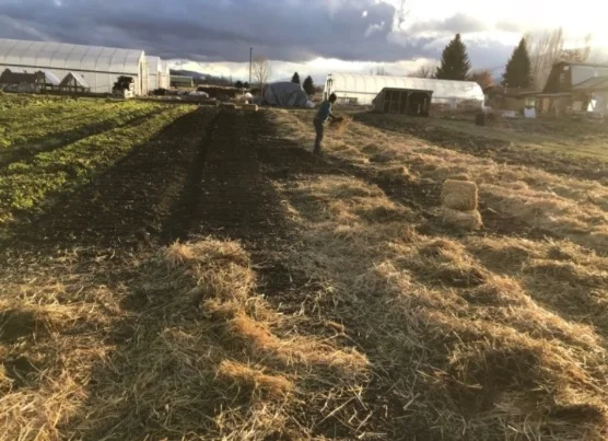The garlic is safely in and mulched. Of all the things on the list, we agreed that this was the most important.