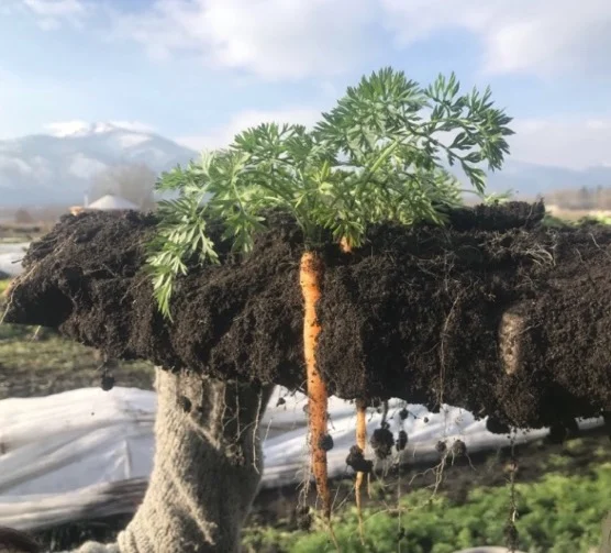 When a warm-up isn't guaranteed, you dig the carrots before the ground freezes any deeper. And sometimes you find secret carrot islands, the tip of the soil-iceberg. We're grateful for our tractor and under cutter bar this week, as the two of us harvested our last two beds of carrots in one afternoon, rather enjoying each other's company. With forks alone, that might not have been the case.