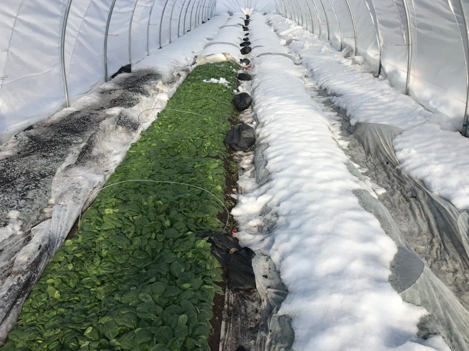  …which eventually worked! Dirty but green, spinach is bouncing back in sections to supply our deepest winter greens. And if you know seasonal spinach, you know this stuff is the best. Leaves that froze solid, that endured weeks under snow and ice, a