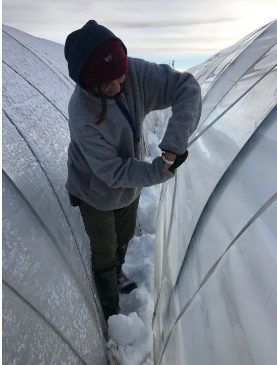  Abigail tightens the ropes down after we covered the structure with greenhouse plastic; we don't usually have caterpillar tunnels so close together, but we squeezed our way through, side-stepping along what we jokingly started calling “the canyon” b