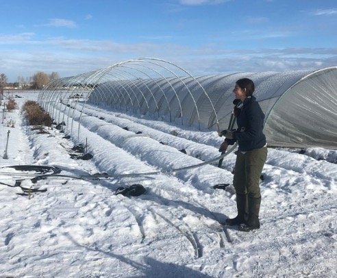  But when it was clear we would get no November thaw, and we had potentially lost storage crops to freeze damage in our rented cooler space, we decided to push through and build the tunnel over the frozen beds in hopes of thawing them out. The ground