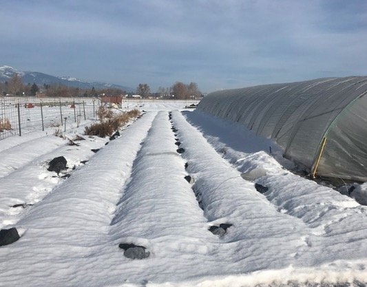  Four beds of lovely spinach were slated for a new caterpillar tunnel this fall, but when we didn’t get it up before the snow fell and the freezes set it, we thought we might just have to wait until spring.  