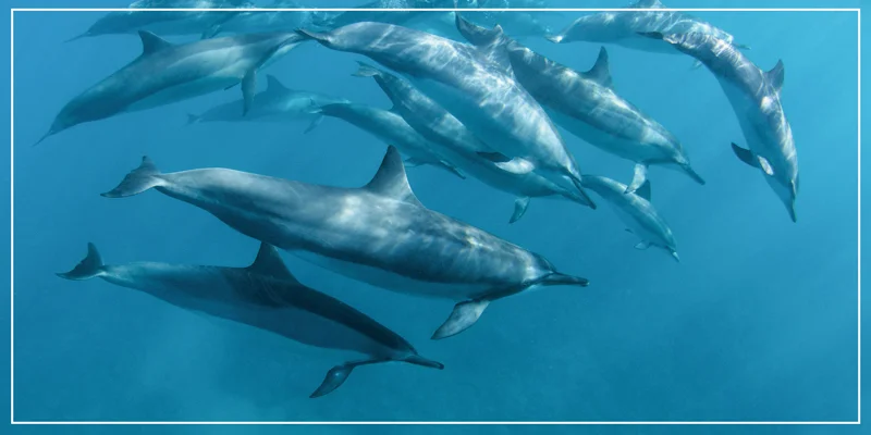 dauphins.jpg