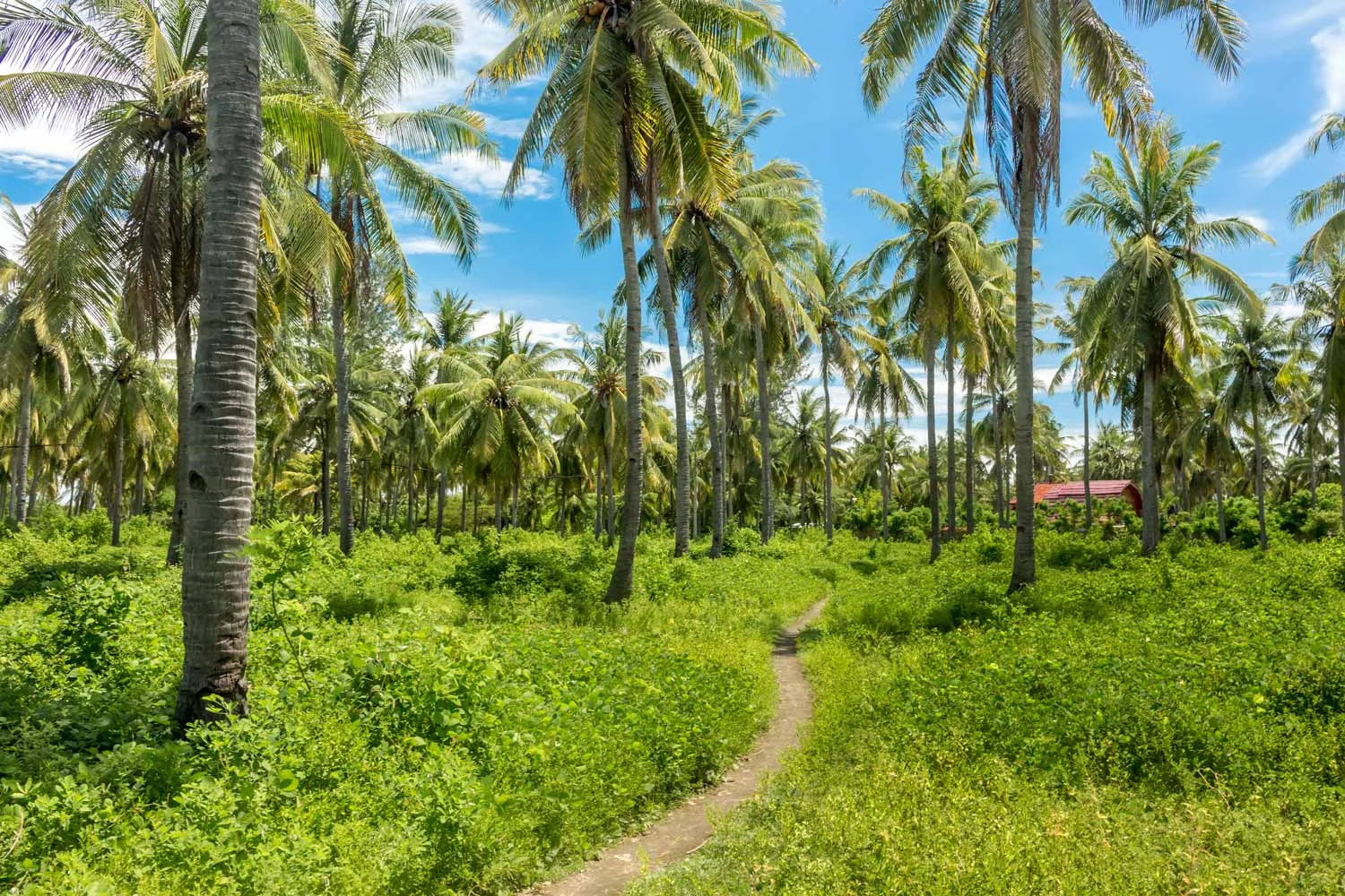 Palm-trees-Gili-Meno.jpg