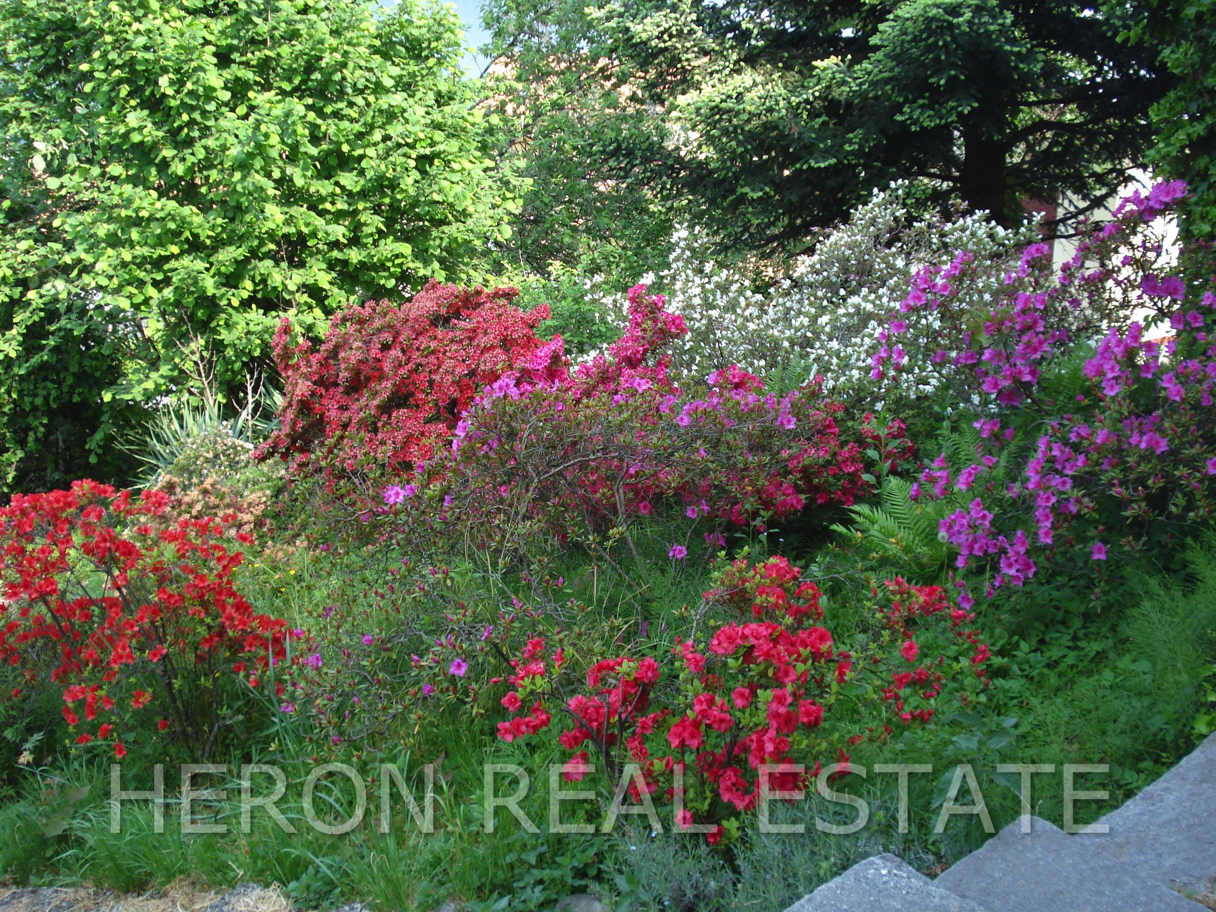 15 garden with azaleas.jpg