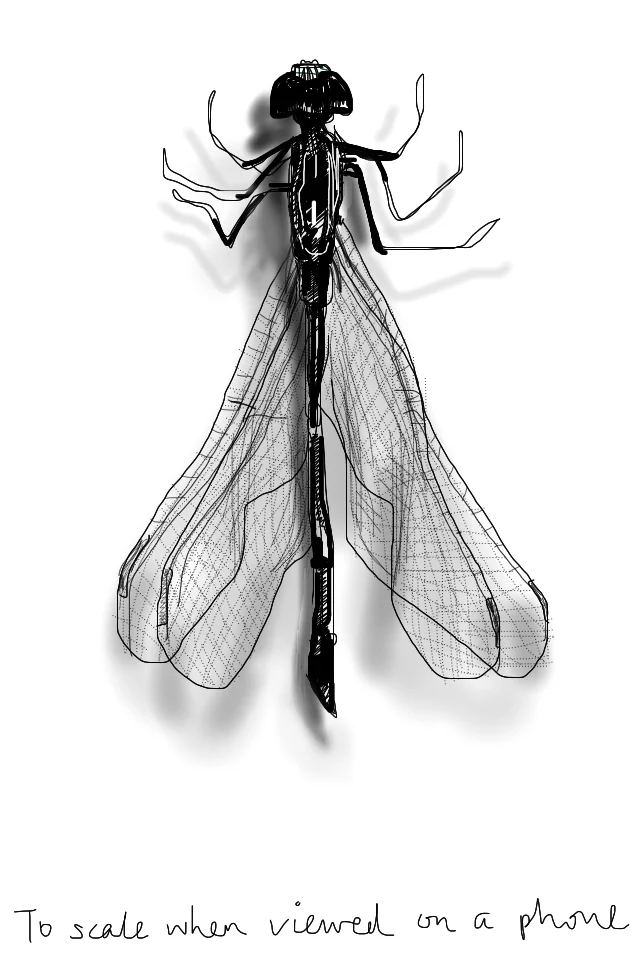 Insect