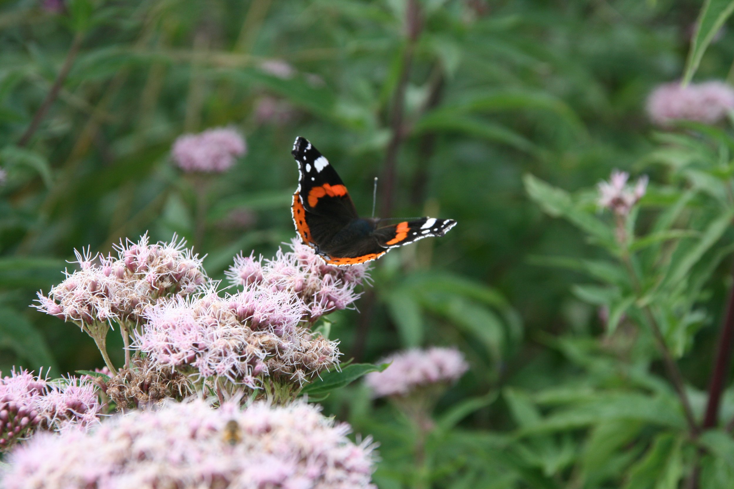 Chatsworth House | 2018