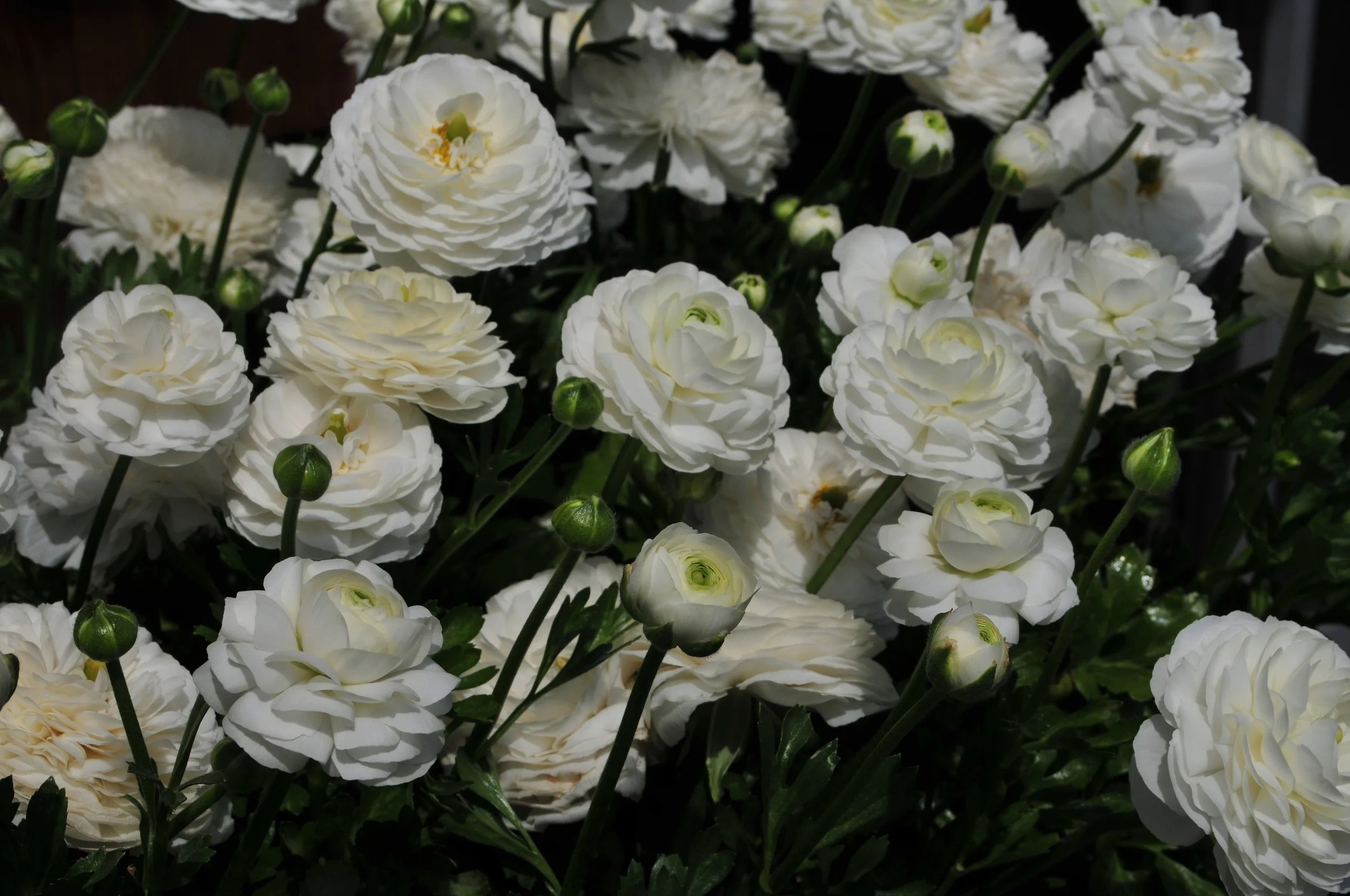 DSC_4743.jpg
