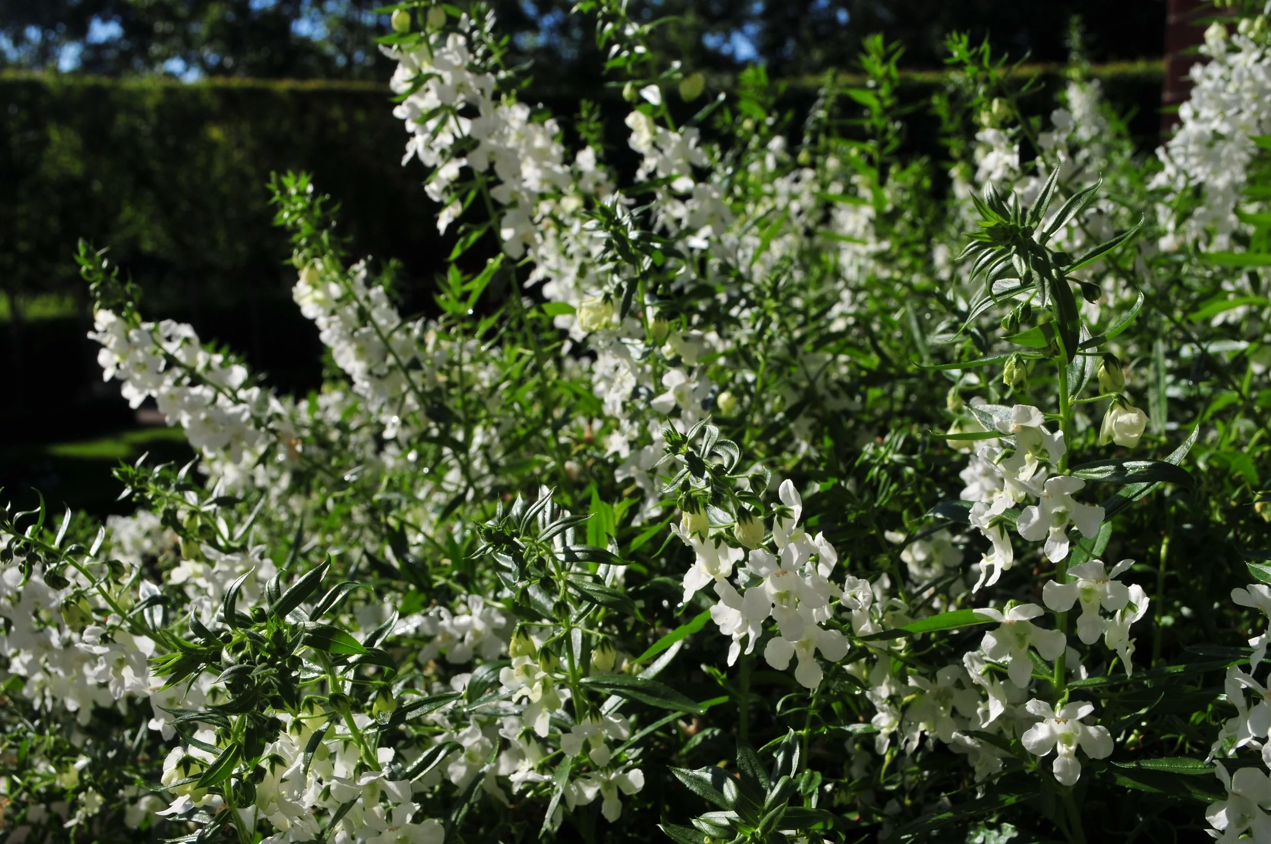 DSC_6183.jpg