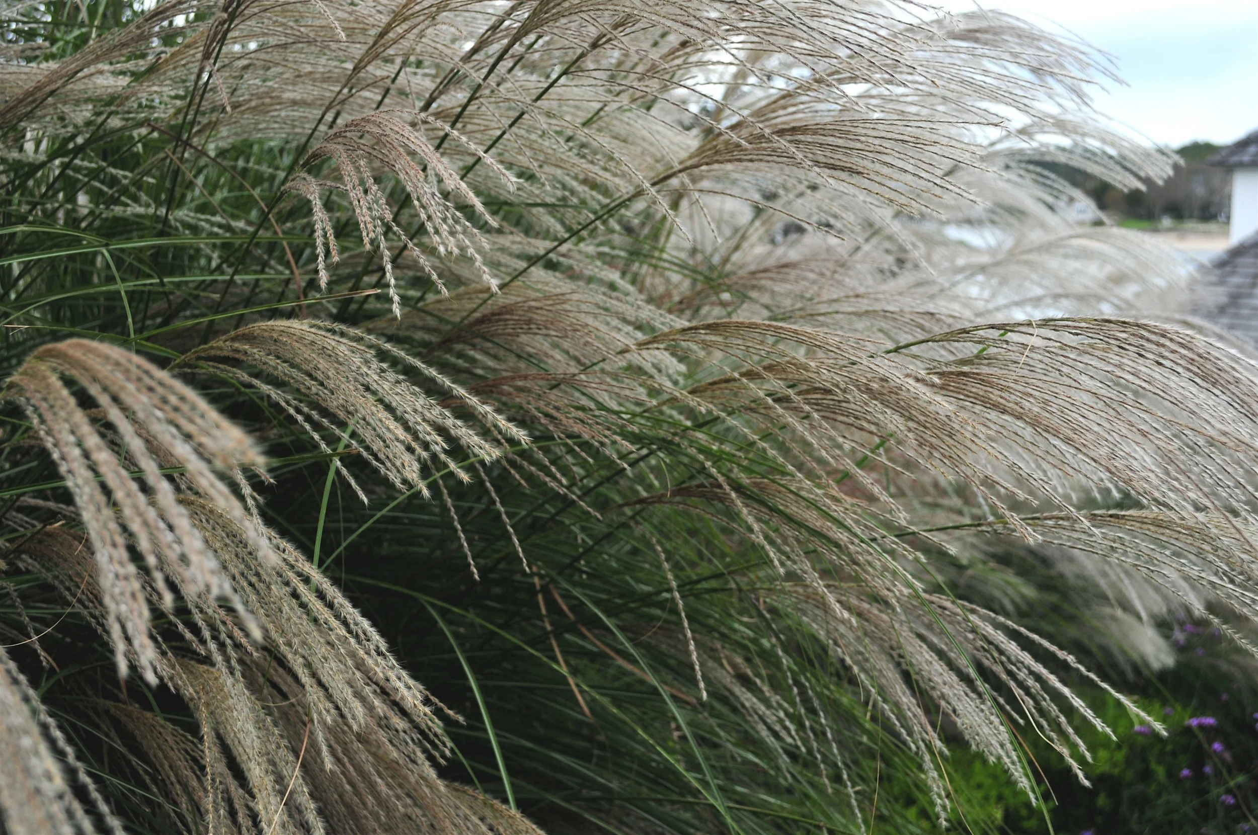 DSC_1750 2.jpg