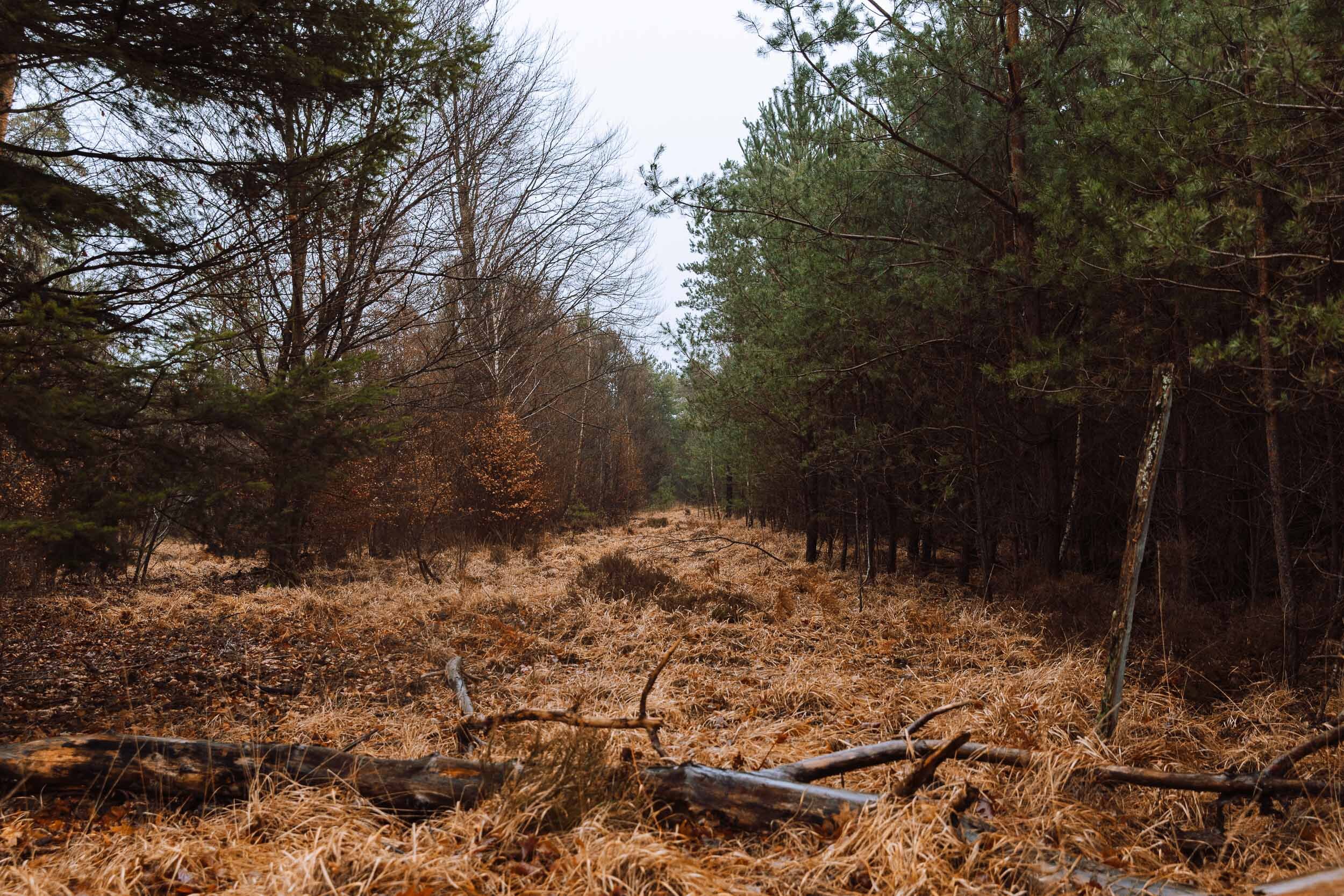 Forêt de Haguenau