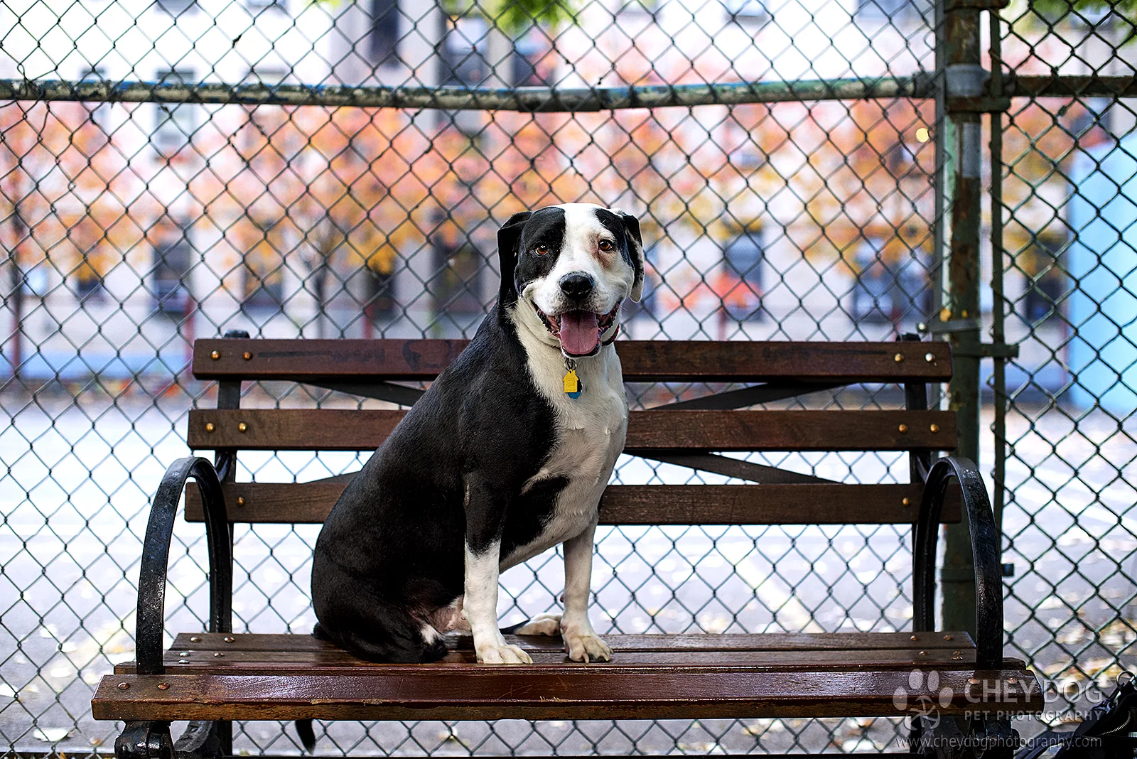 tiny cause dog rescue