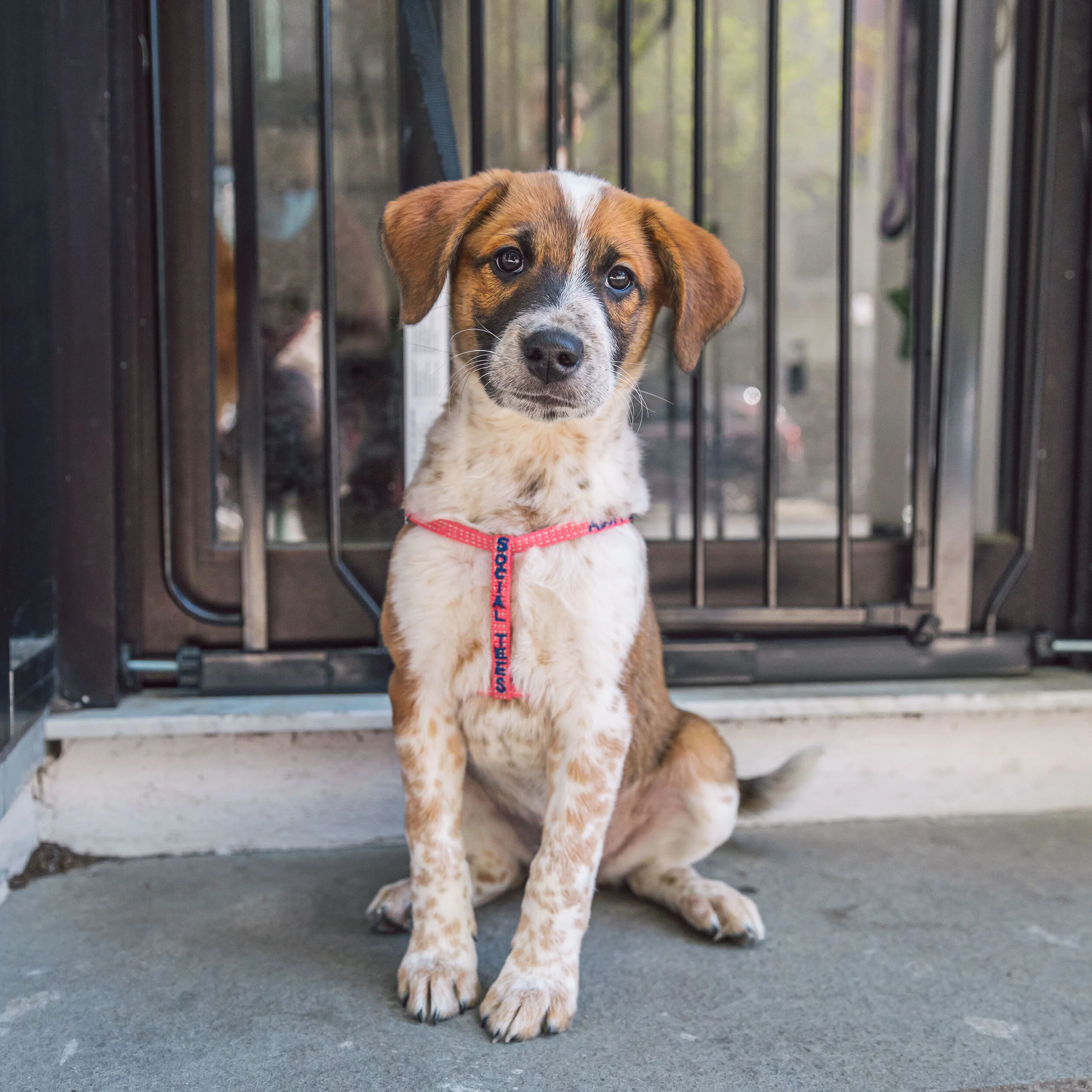 STARpups-48.JPG