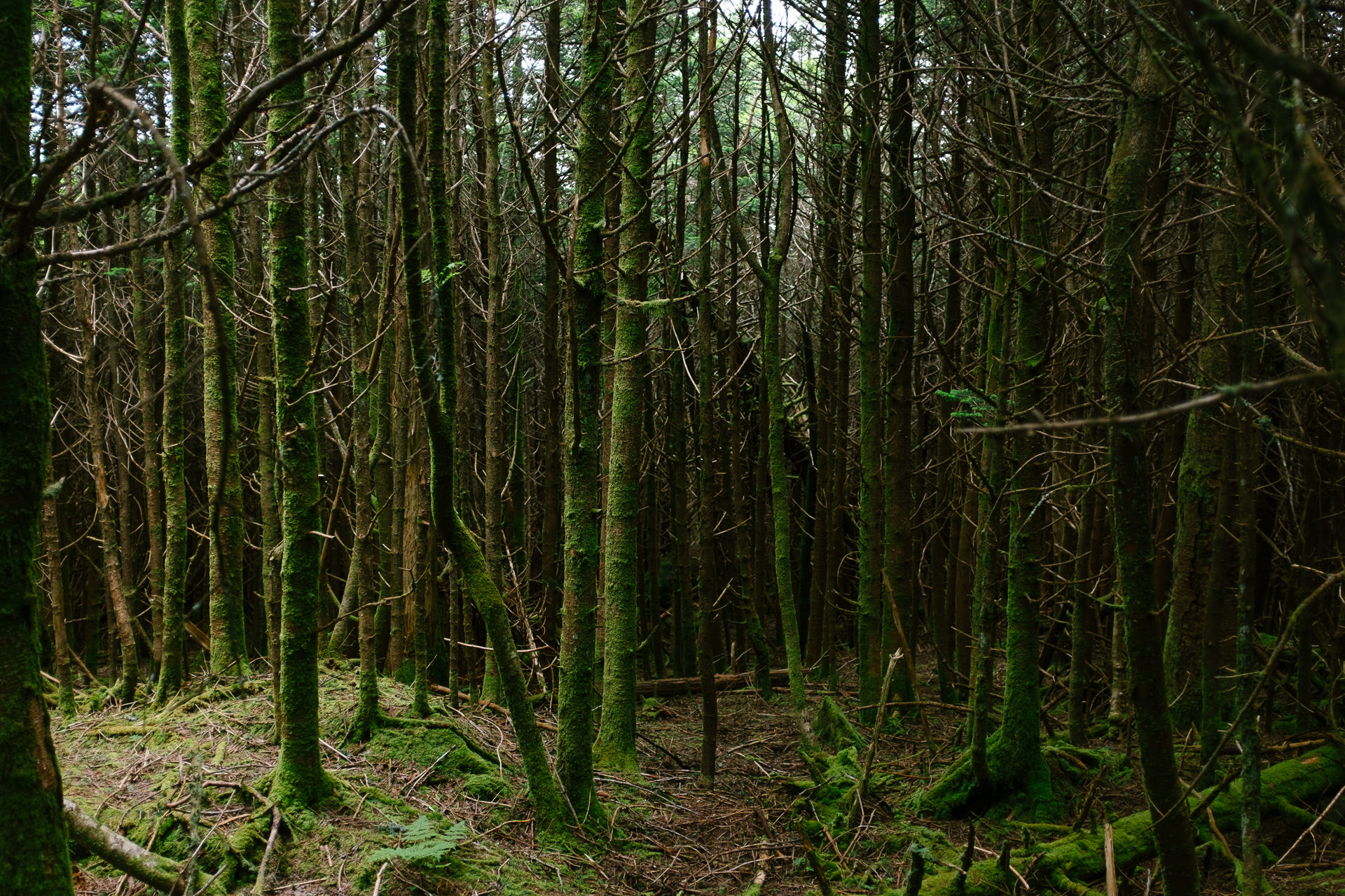 Mysterious Woods Elopement Inspiration - Of Fate and Chaos - Wedding Photographer