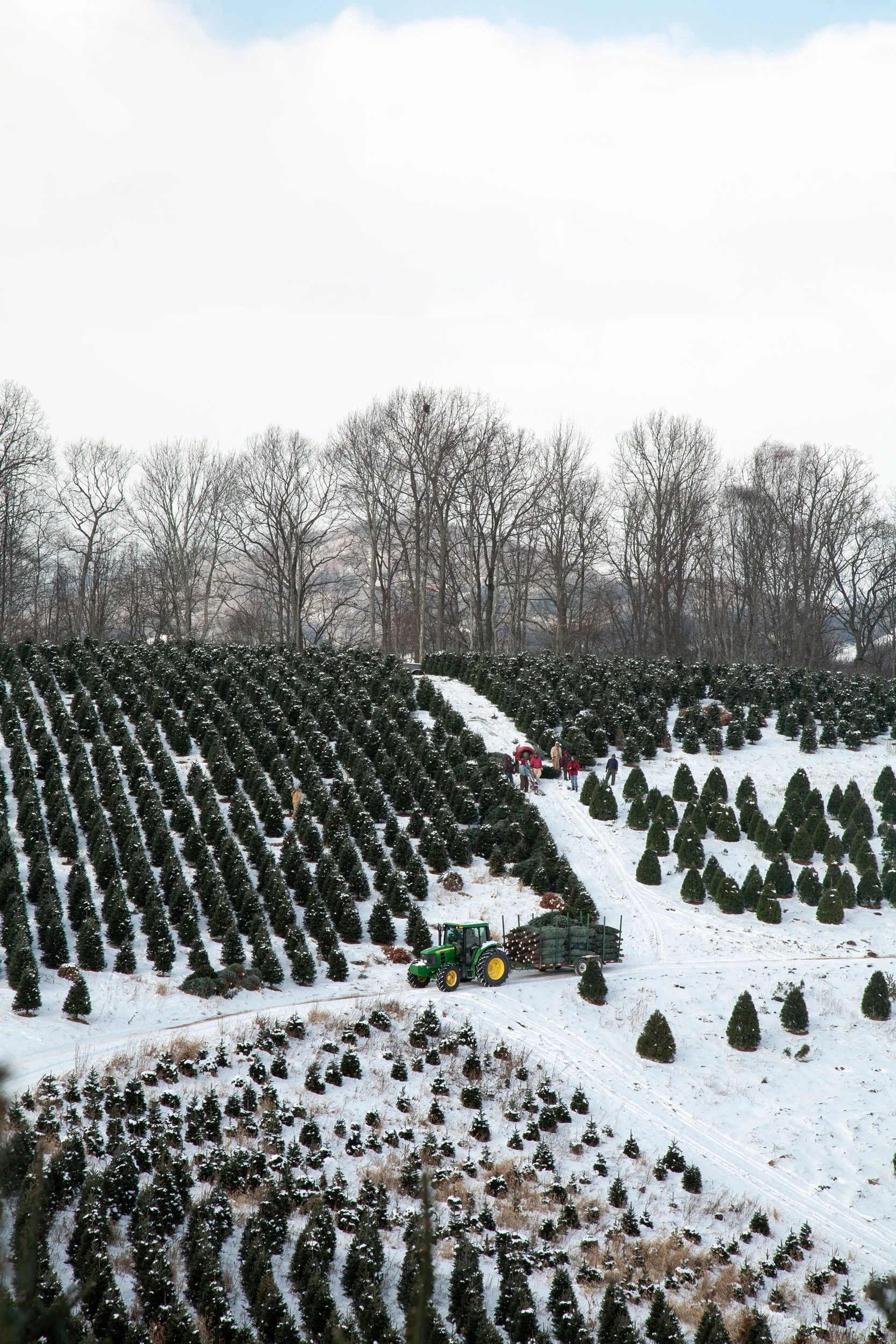 Journey of an Xmas Tree for The Washington Post Magazine